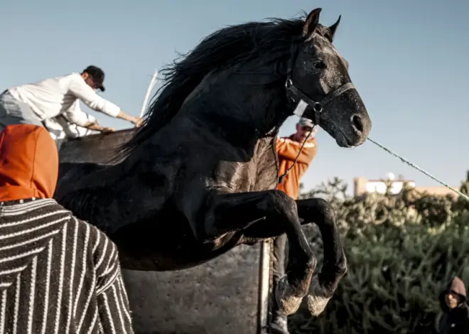 NY Film Festival Sets Currents Lineup Led by ‘Bardi’ World Premiere