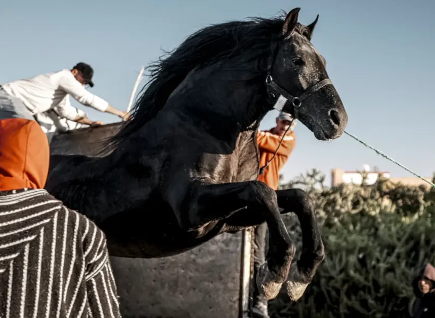 NY Film Festival Sets Currents Lineup Led by ‘Bardi’ World Premiere