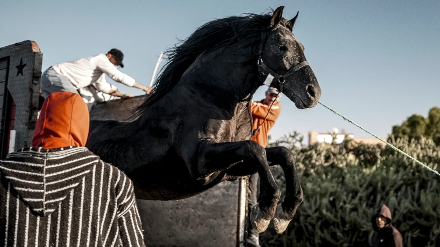 NY Film Festival Sets Currents Lineup Led by ‘Bardi’ World Premiere