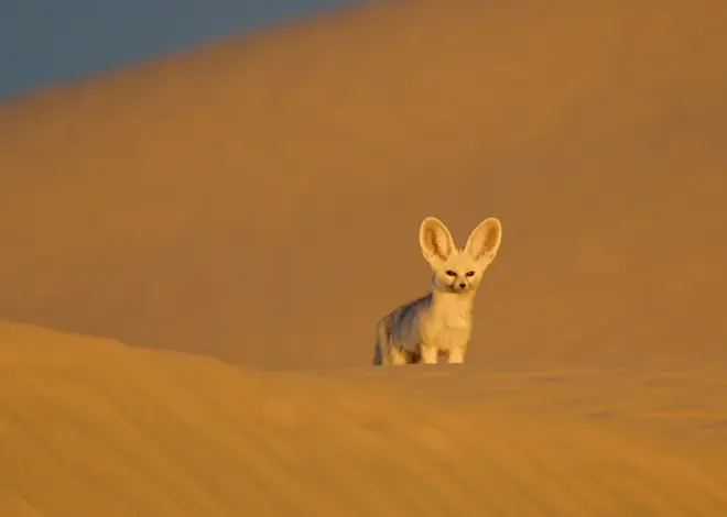 Nat Geo May Have Its Most Beautiful Wildlife Series Yet With ‘Africa: Earth’s Wild Home’ — Watch Trailer (Exclusive)