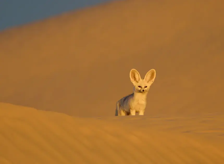 Nat Geo May Have Its Most Beautiful Wildlife Series Yet With ‘Africa: Earth’s Wild Home’ — Watch Trailer (Exclusive)