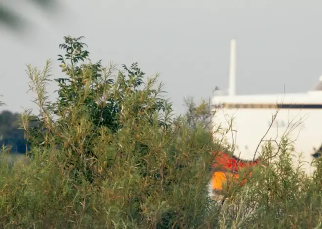 ‘Strange Neighbors’ Review: A Pretty but Familiar-Feeling Environmental Doc Portrays Natural Beauty Jostled by Man-Made Ugliness