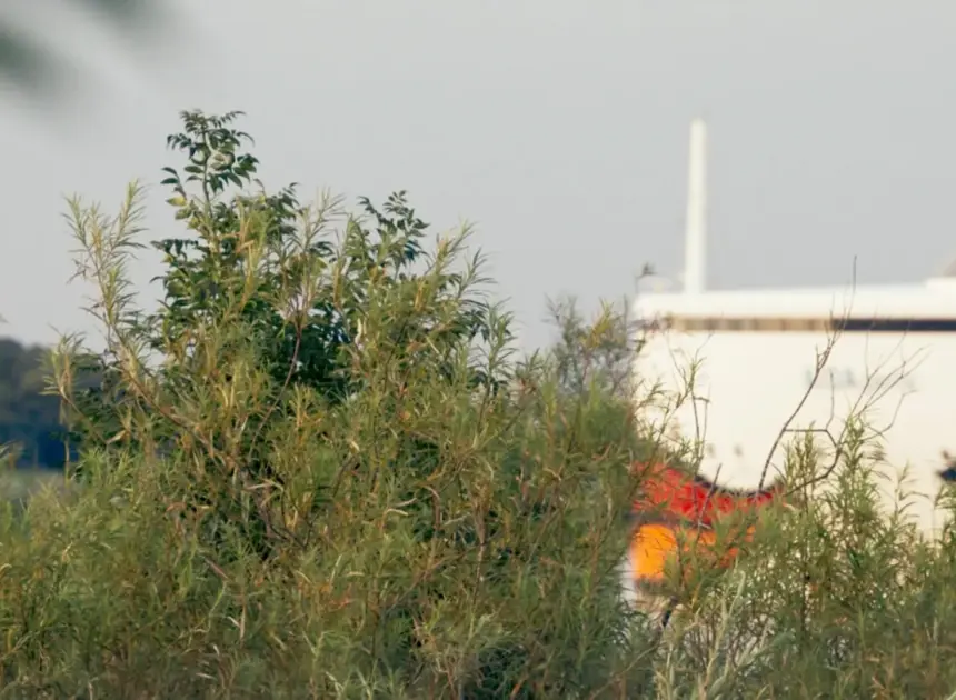 ‘Strange Neighbors’ Review: A Pretty but Familiar-Feeling Environmental Doc Portrays Natural Beauty Jostled by Man-Made Ugliness